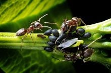 Mravenci a mšice