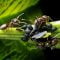 Mravenci a mšice