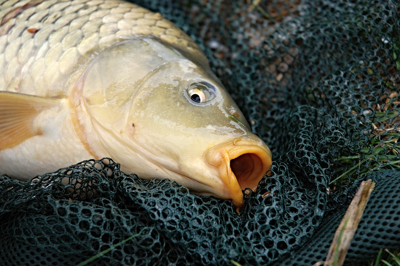 Kapr Vánoční kapři přispívají k plundrování oceánů