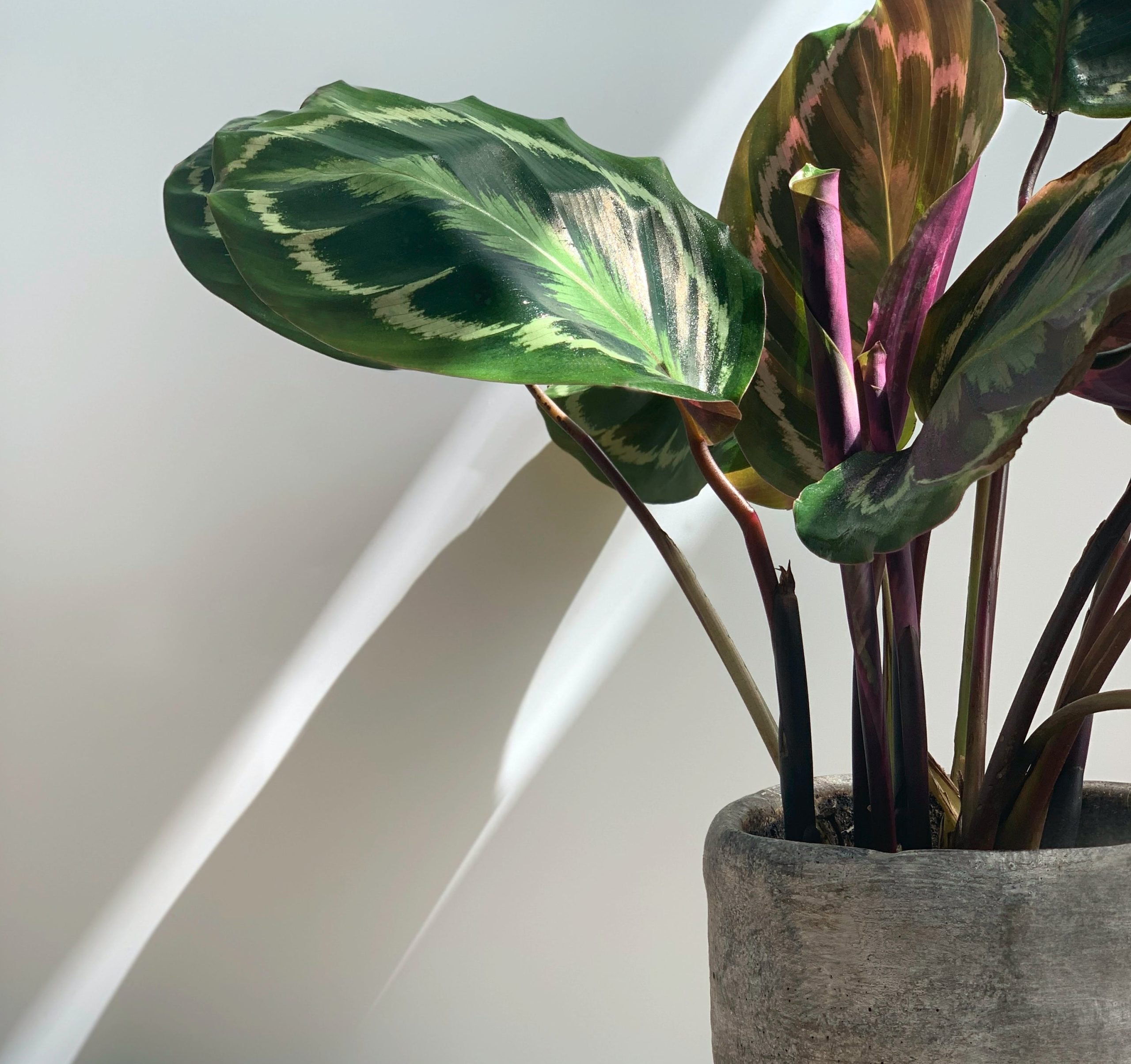 Calathea