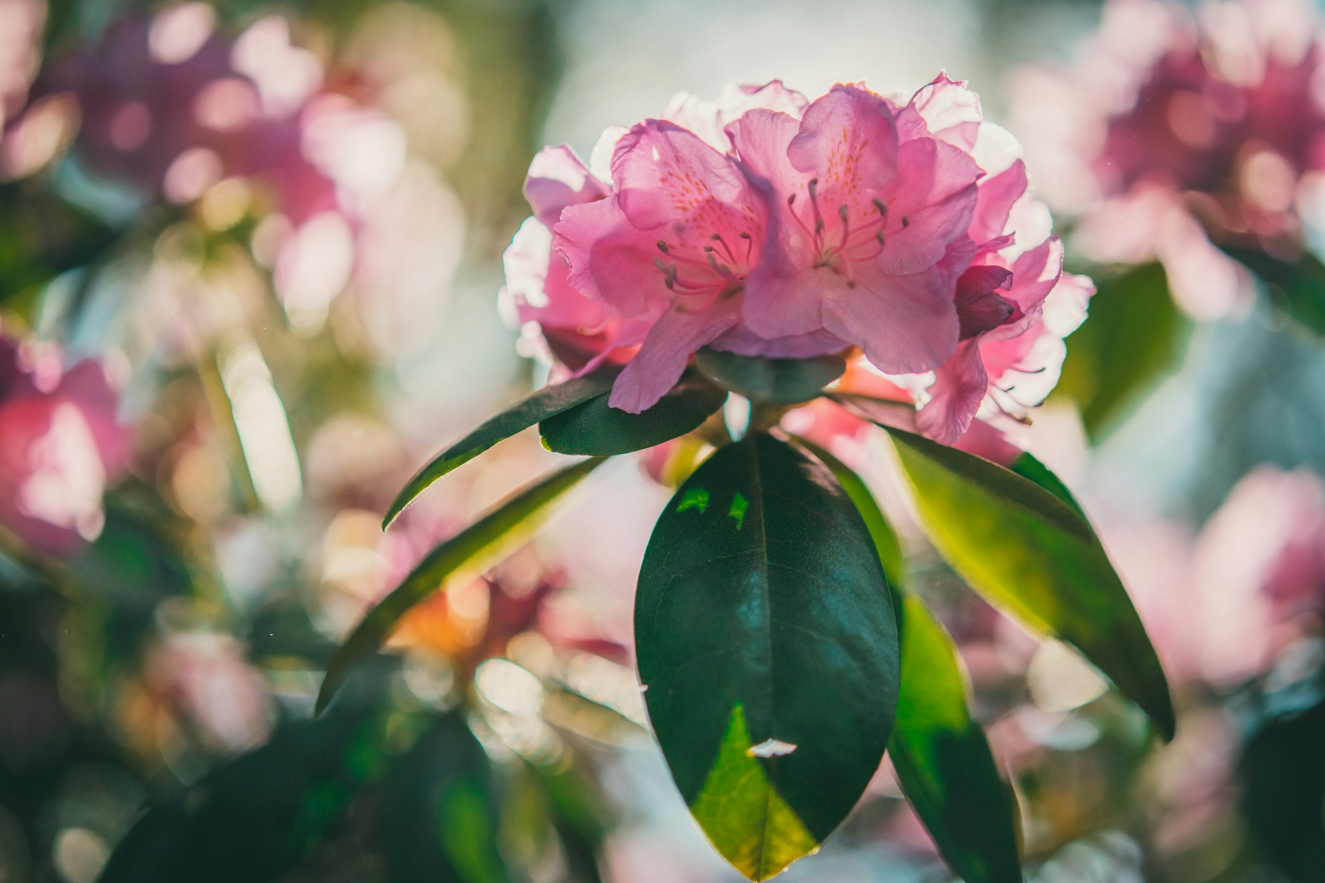 Rododendron