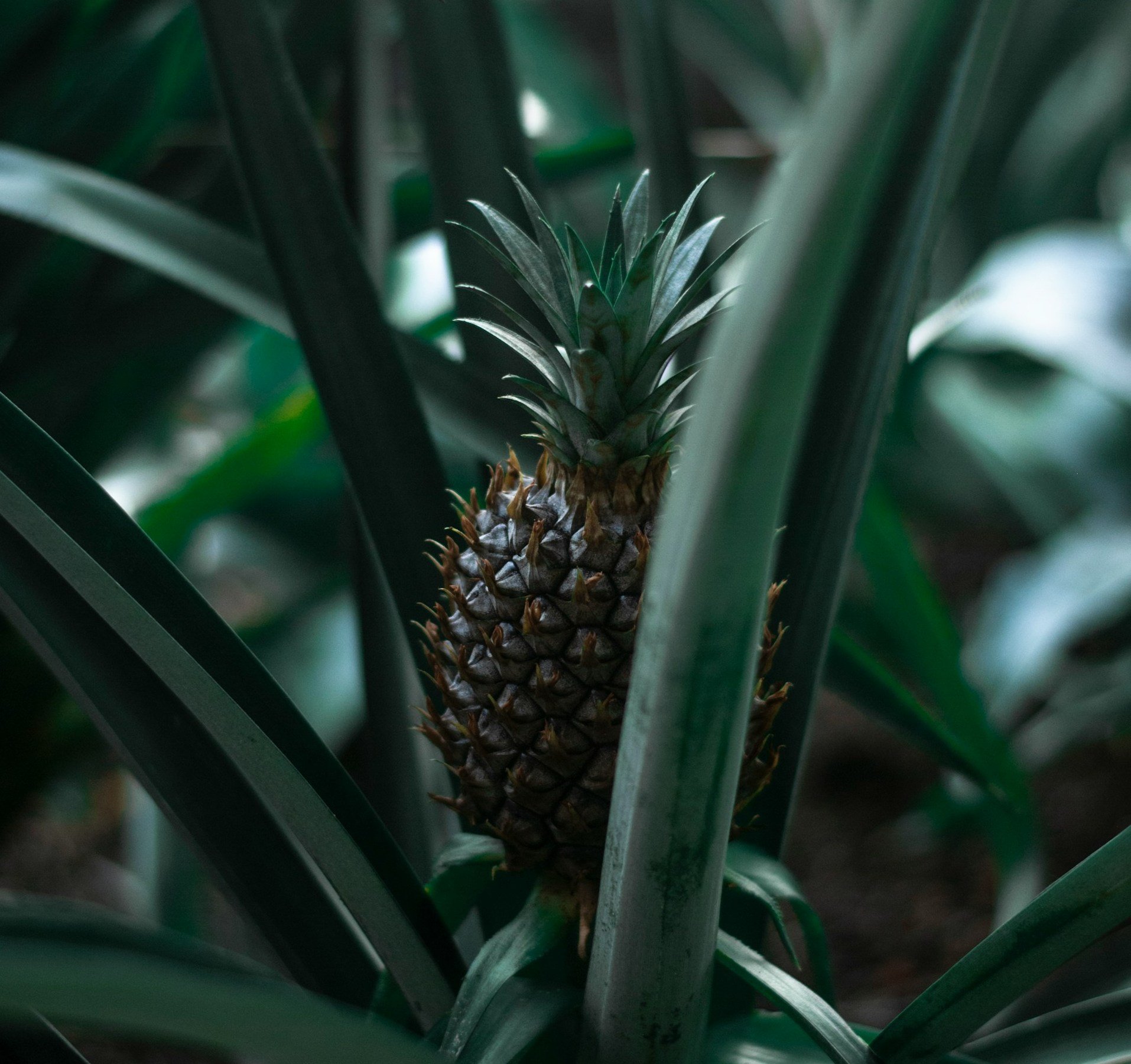 Ananas