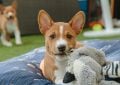 basenji