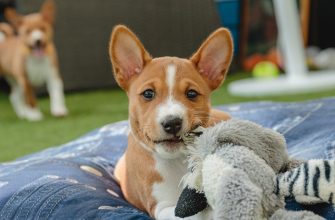 basenji