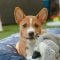 basenji