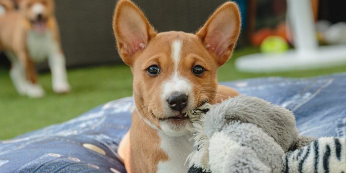 basenji