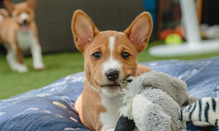 basenji