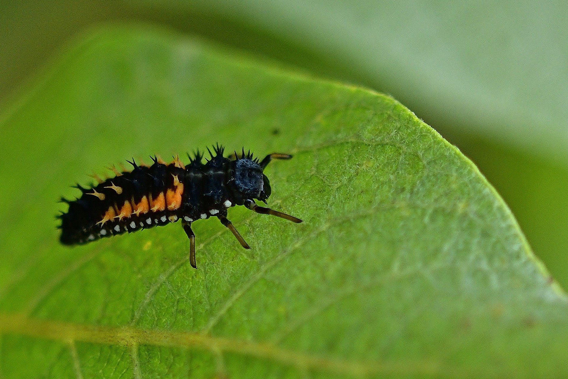 Larva berušky