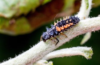 Larva berušky