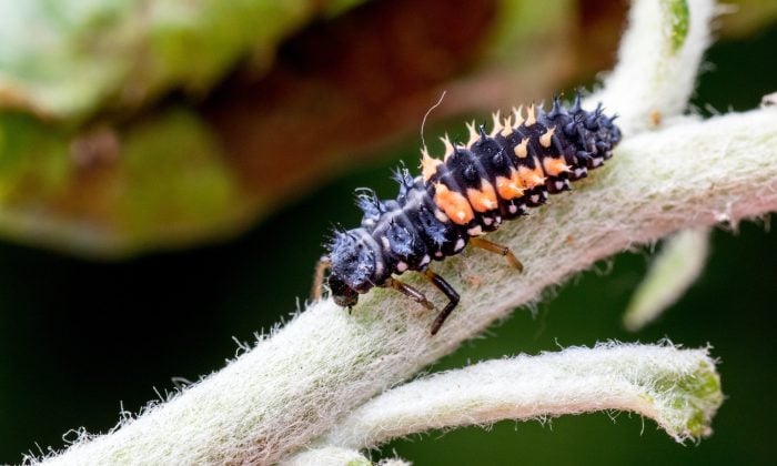 Larva berušky