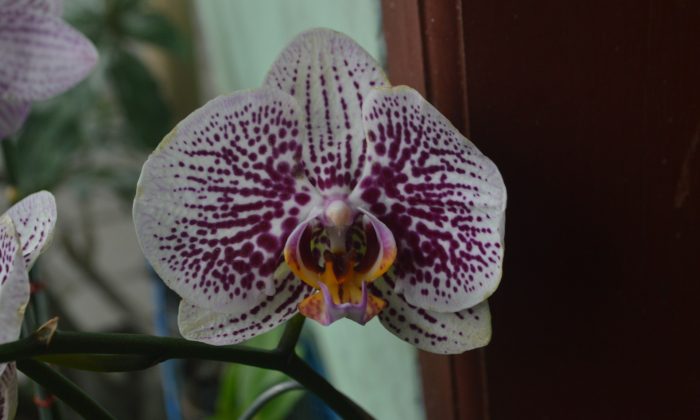 Orchidej