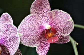 Orchideje