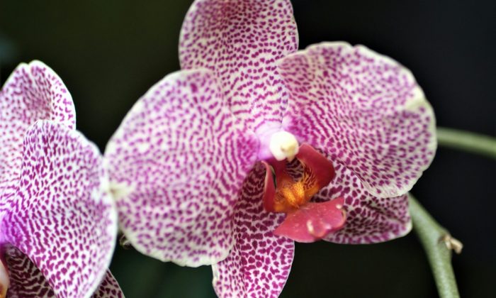 Orchideje