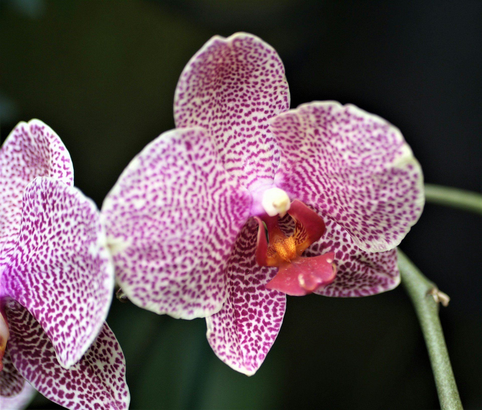 Orchideje