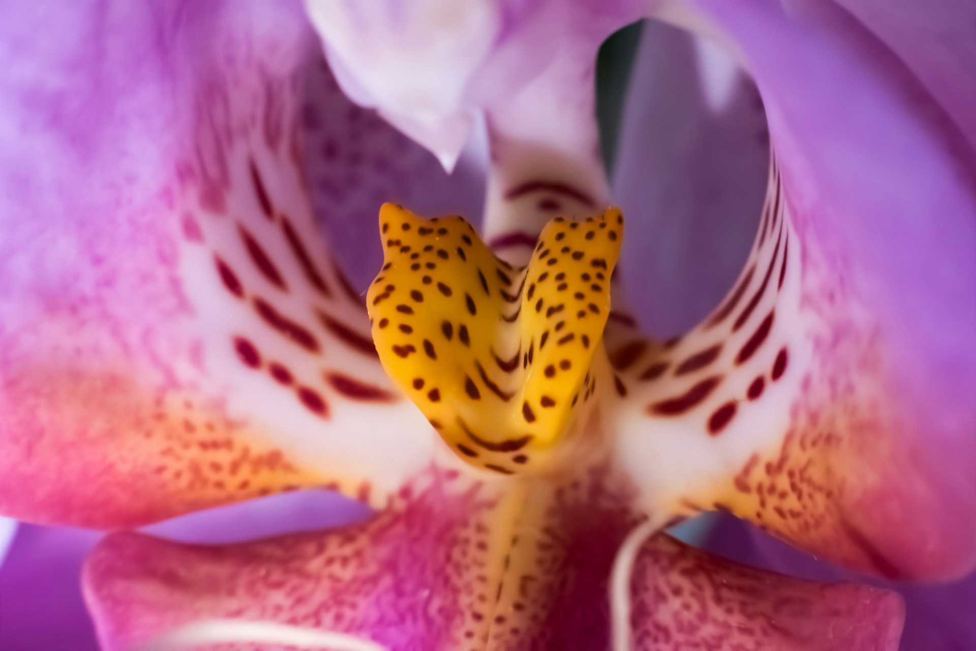 Orchidej