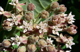 Klejicha, klejicha hedvábná, medonosná rostlina, včely, invazivní rostlina