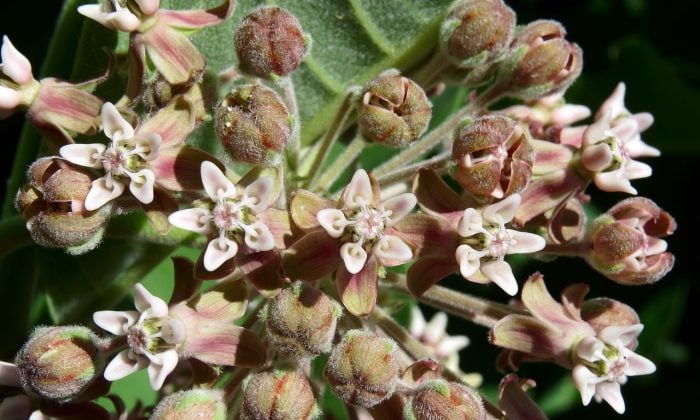 Klejicha, klejicha hedvábná, medonosná rostlina, včely, invazivní rostlina