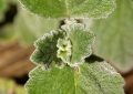 Rýmovník, Jak si rozmnožit rýmovník, Plectranthus amboinicus, Plectranthus argentatus, jak pomáhá rýmovník