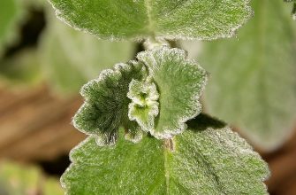 Rýmovník, Jak si rozmnožit rýmovník, Plectranthus amboinicus, Plectranthus argentatus, jak pomáhá rýmovník