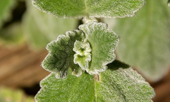 Rýmovník, Jak si rozmnožit rýmovník, Plectranthus amboinicus, Plectranthus argentatus, jak pomáhá rýmovník