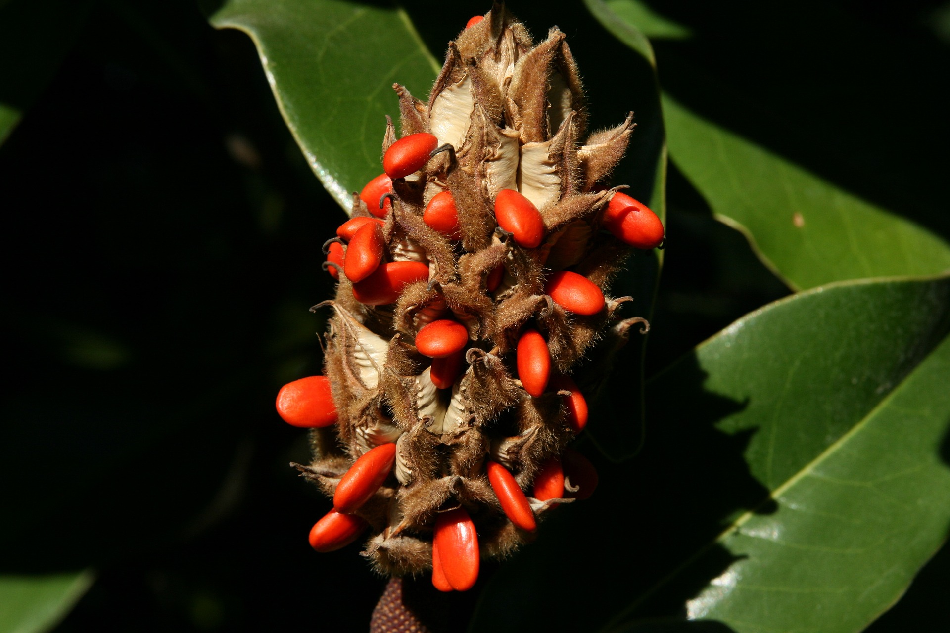 Magnolie semena