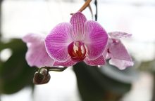 Orchidej