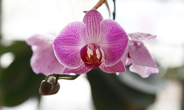 Orchidej