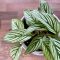 Calathea