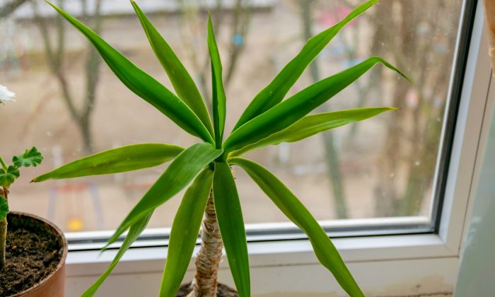 Dracena