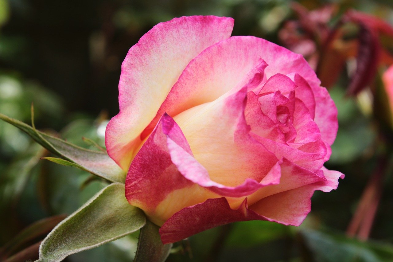 Okatá růže, Rosa persica, Orientální krása, Listopadová výsadba, Jedinečné zahradní květy Okatá růže, Rosa persica, Orientální krása, Listopadová výsadba, Jedinečné zahradní květy