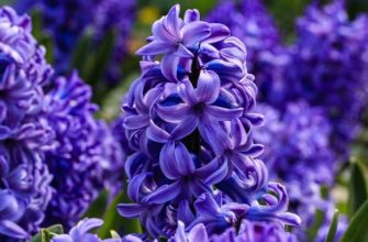 Hyacint, hyacinty, jak množit hyacinty, cibuloviny, jarní cibuloviny