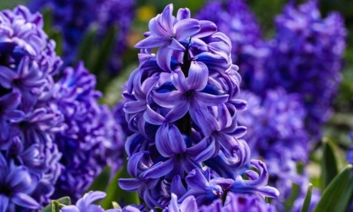 Hyacint, hyacinty, jak množit hyacinty, cibuloviny, jarní cibuloviny