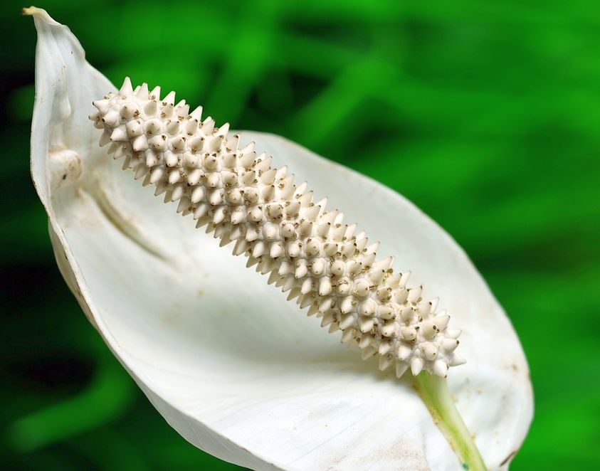 Česneková zálivka, orchideje, lopatkovec, česnek, pokojová rostlina, lopatkovec nekvete