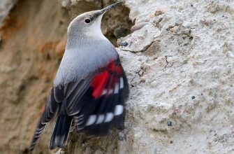 Pálavské útesy, vzácný pták, tipy na pozorování ptáků, zimní volně žijící živočichové, zedníček, zedníček skalní, Pálava