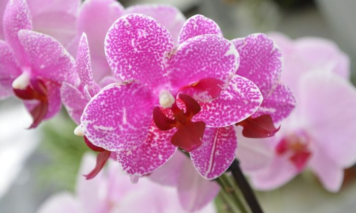 Orchidea